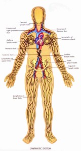 Picture of the human lymphatic system